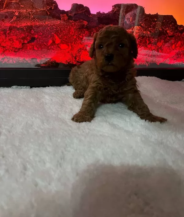 Erkek Disi En Koyu Renk Teacup Kore Poodle
