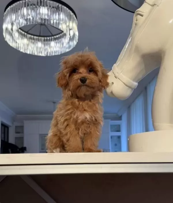 Toy Poodle Sevimli Yavrular Ev Uretimi Yavrularımız