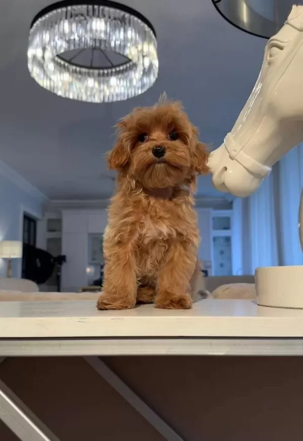 Toy Poodle Sevimli Yavrular Ev Uretimi Yavrularımız