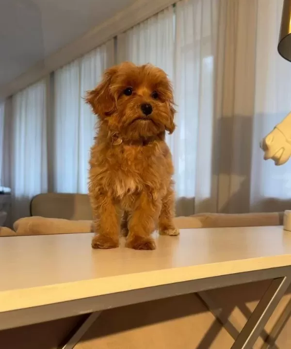 Toy Poodle Sevimli Yavrular Ev Uretimi Yavrularımız