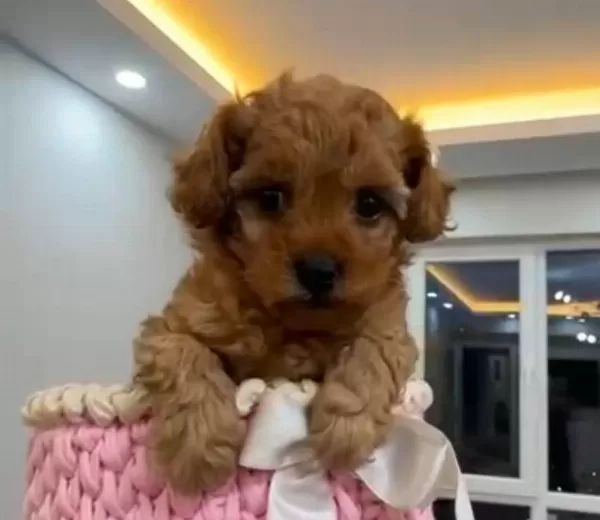 Red Toy Poodle Ev Uretimi Yavrular