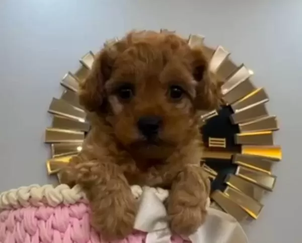 Red Toy Poodle Ev Uretimi Yavrular