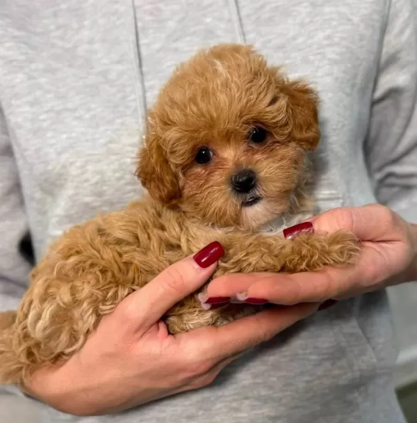 Red Toy Poodle Ev Uretimi Yavrular