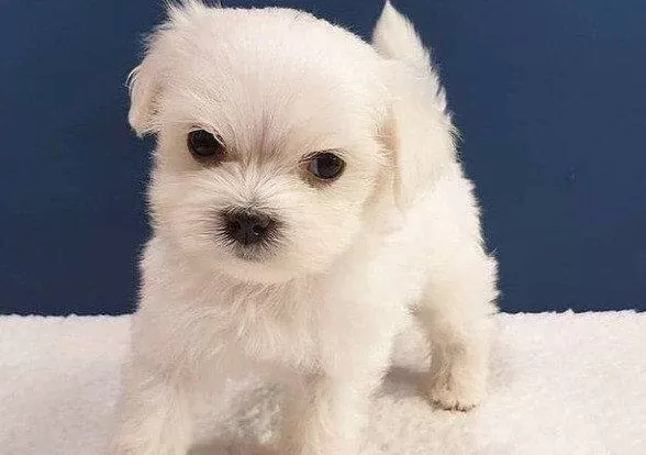 Kar Beyaz Ipeksi Tuylu Maltipoo Yavrusu