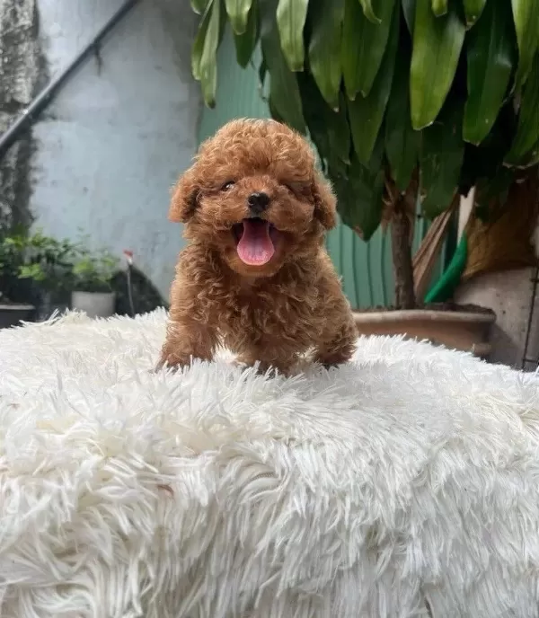 Kore Kan Toy Poodle Yavrularımız