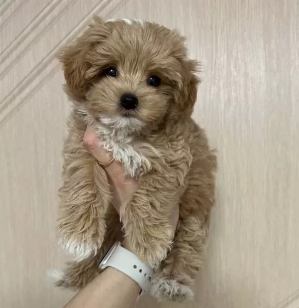 Kahve Tonlu Maltipoo Yavruları Ile Neseli Bir Baslangıc