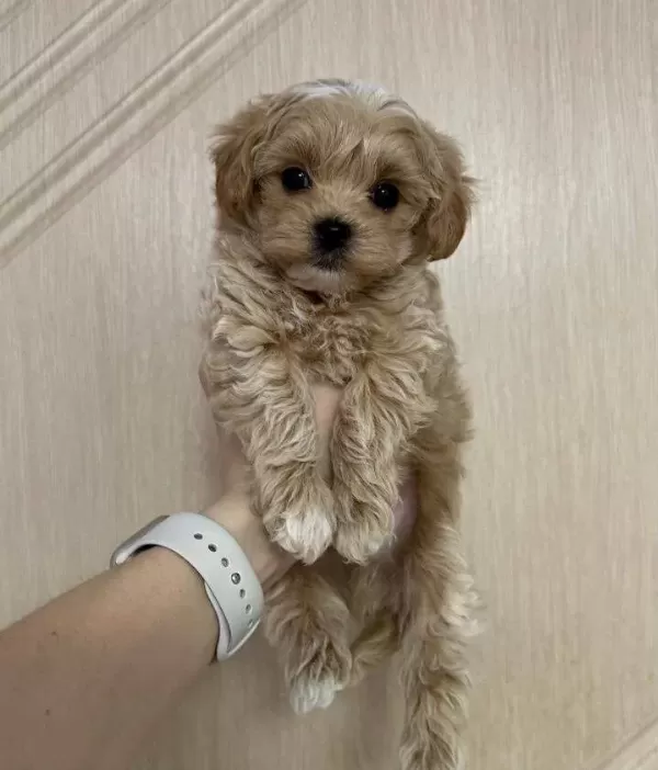 Kahve Tonlu Maltipoo Yavruları Ile Neseli Bir Baslangıc