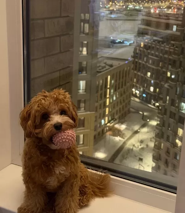 Toy Poodle Sevimli Yavrular Ev Uretimi