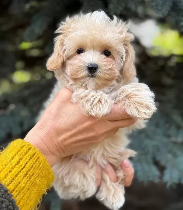 Bostancı Ici Eğitimli Maltese Terrier Cinsi