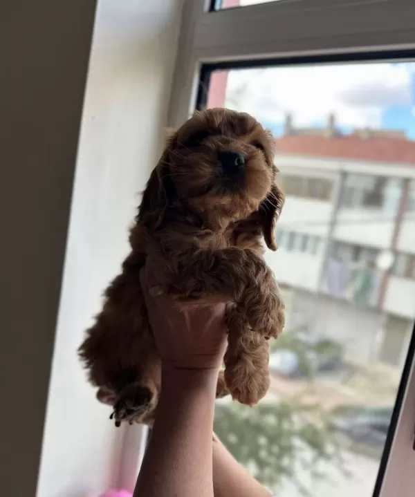 Saglıklı Maltipo Yavrularımız
