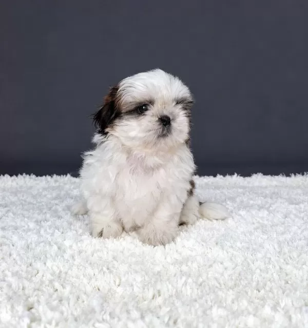 Shihtzu Cinsi Yavrular Ev Uretimi