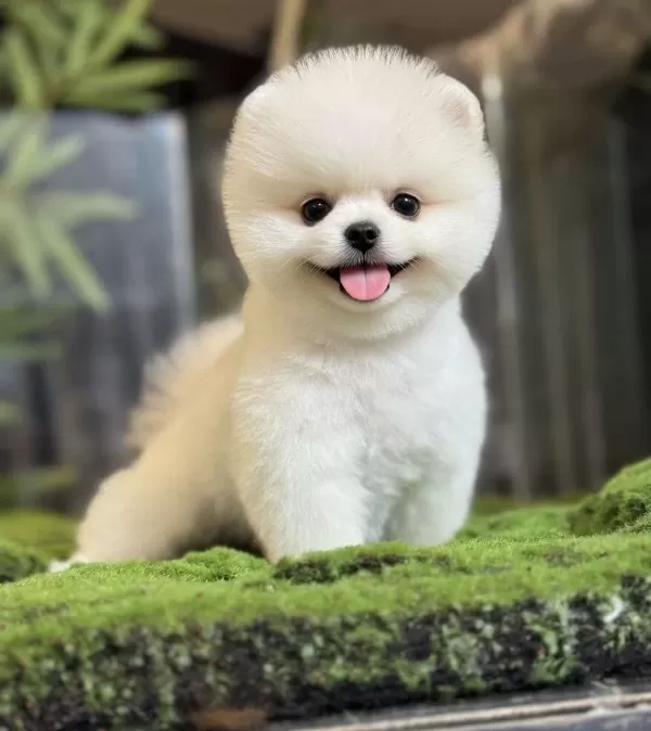 Sağlık Ve Irk Garantili Pomeranian Uretim Ciftliginden