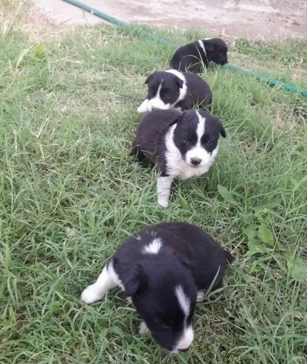 Zekasıyla On Plana Cıkan Border Collie Bebekler