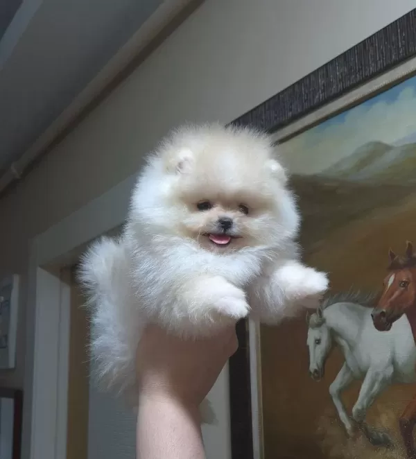 Beyaz Bulut Kusursuz Kürk Yapılı Teacup Pomeranian Boo