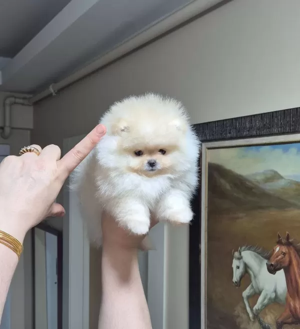 Beyaz Bulut Kusursuz Kürk Yapılı Teacup Pomeranian Boo