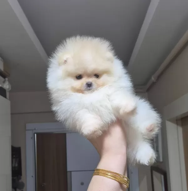Beyaz Bulut Kusursuz Kürk Yapılı Teacup Pomeranian Boo