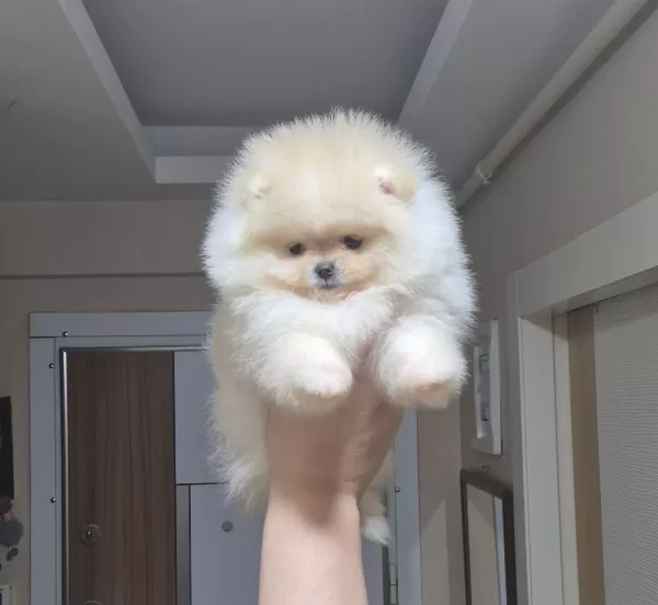 Beyaz Bulut Kusursuz Kürk Yapılı Teacup Pomeranian Boo