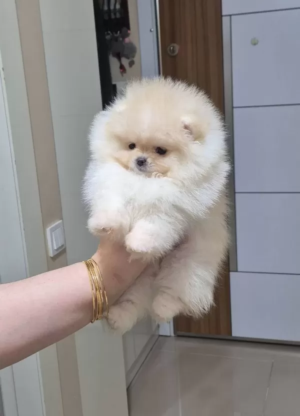 Beyaz Bulut Kusursuz Kürk Yapılı Teacup Pomeranian Boo