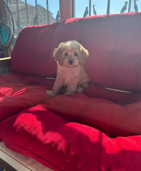 Beyoglunda Yuva Bekleyen Sosyal Ve Akıllı Maltipoo Yavruları