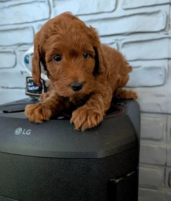 Super Mini Maltipoo Poodle Suratlı