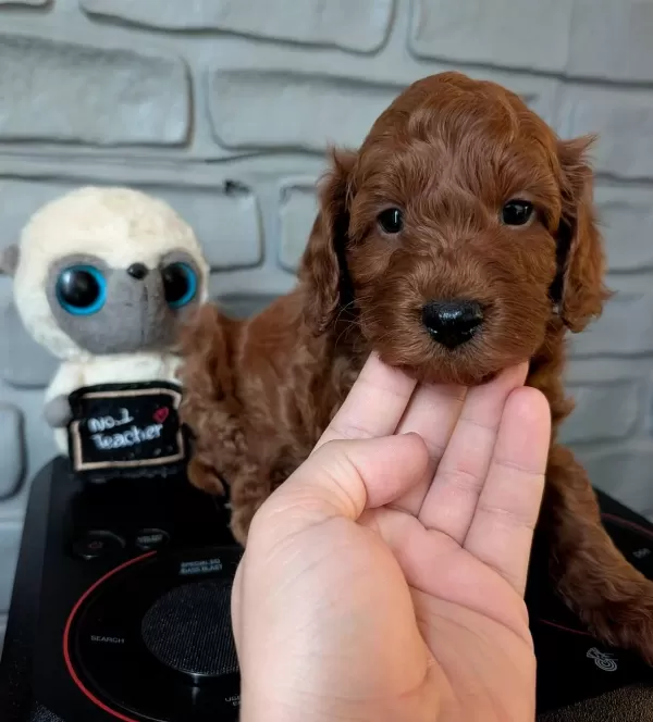 Super Mini Maltipoo Poodle Suratlı