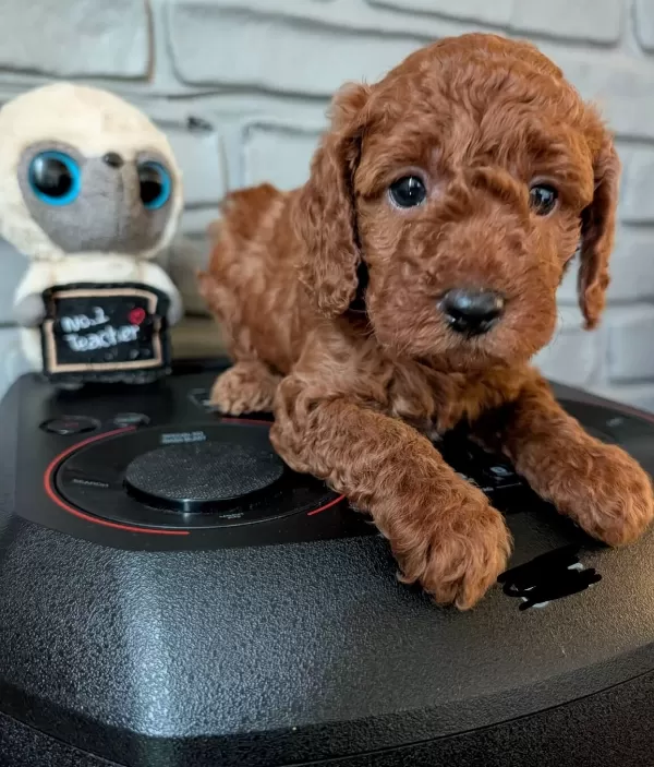 Super Mini Maltipoo Poodle Suratlı