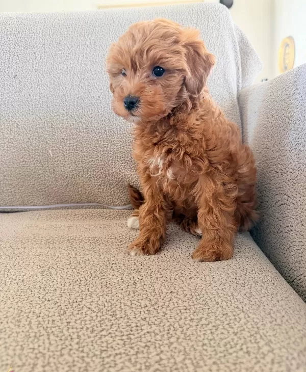 2 Aylık Maltipoo Yavrularım