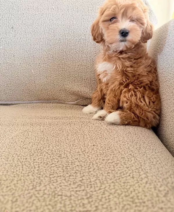 2 Aylık Maltipoo Yavrularım