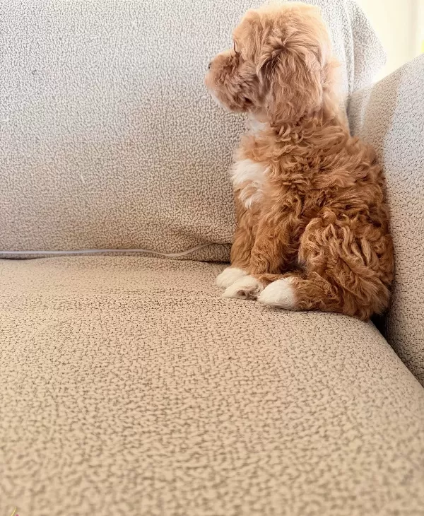 2 Aylık Maltipoo Yavrularım