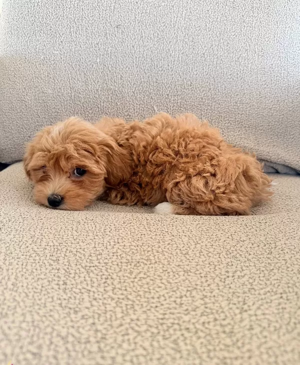 2 Aylık Maltipoo Yavrularım