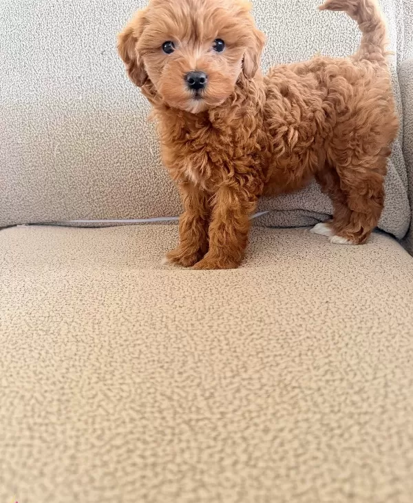 2 Aylık Maltipoo Yavrularım