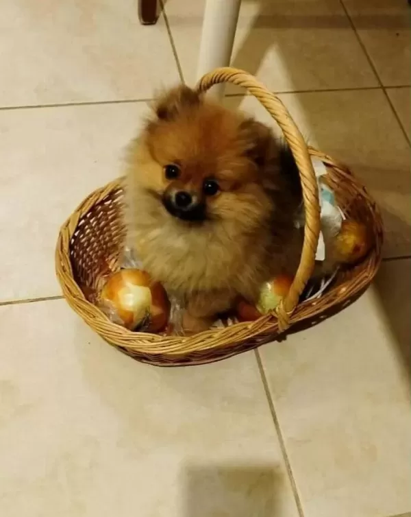 Avuc Ici Kadar Mutluluk Ortamların Yıldızı Pomeranian Boo