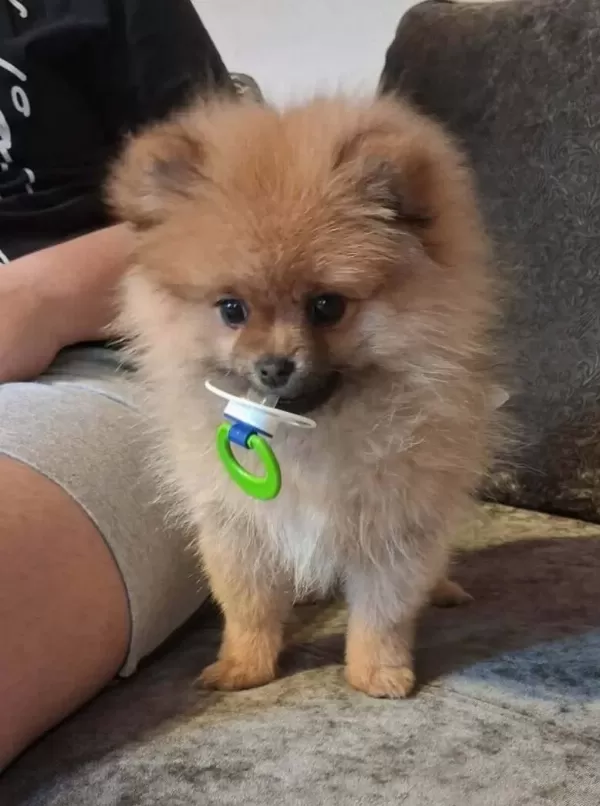Avuc Ici Kadar Mutluluk Ortamların Yıldızı Pomeranian Boo