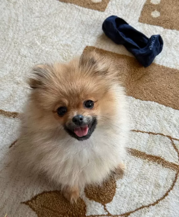 Avuc Ici Kadar Mutluluk Ortamların Yıldızı Pomeranian Boo