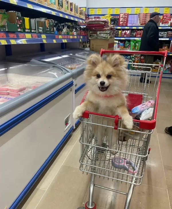 Sosyal Kelebek Pamuk Seker Tadında Disi Pomeranian Boo