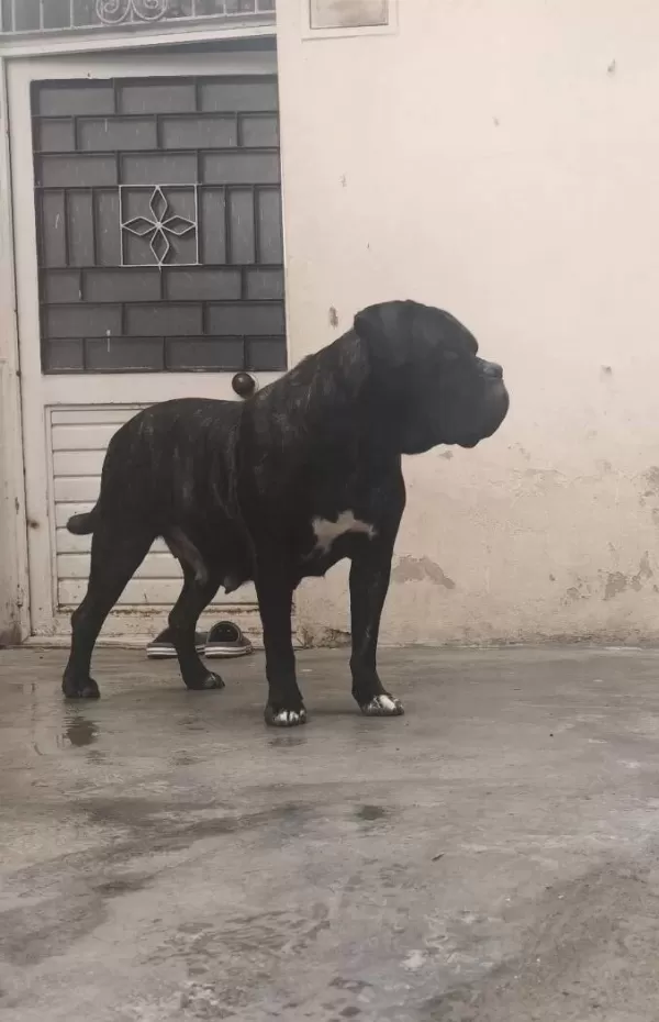 Sportif Ve Vakur Kan Hattından Gelen Otoriter Cane Corso