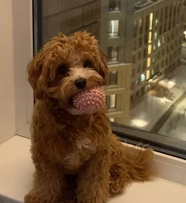 Toy Poodle Sevimli Yavrular