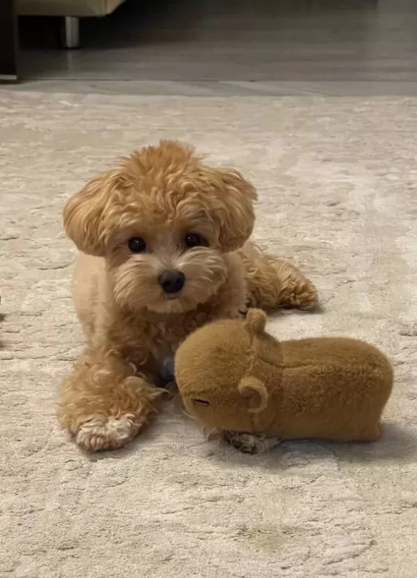 Toy Poodle Sevimli Yavrular