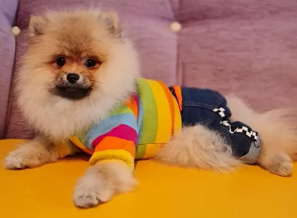 Secereli Disi Tedybear Pomeranian Yavrularımız