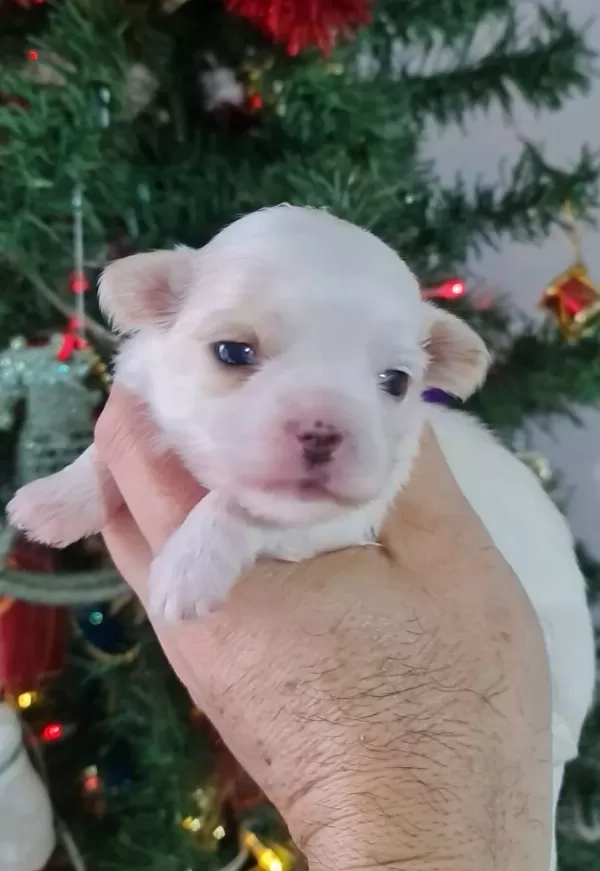 Teacup Morkie Yavrularımız