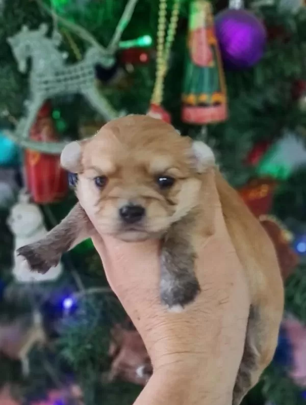 Teacup Morkie Yavrularımız