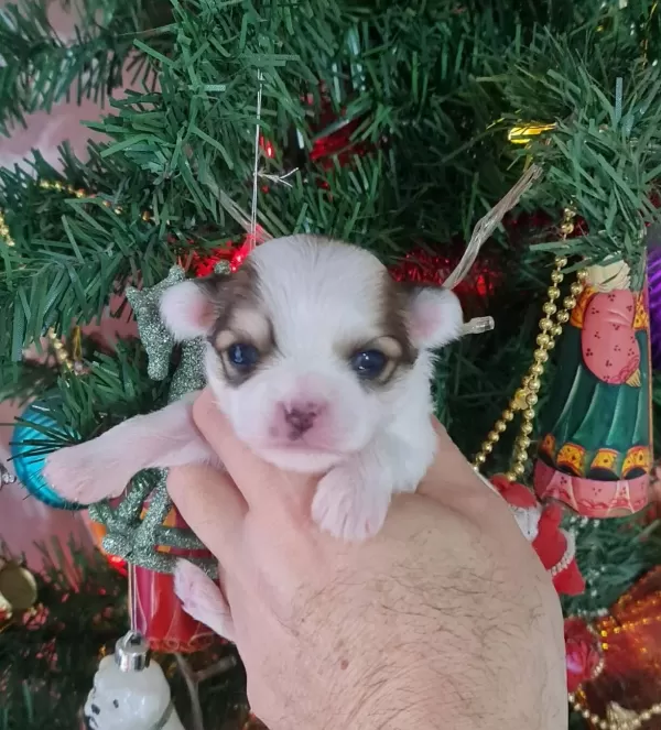 Teacup Morkie Yavrularımız