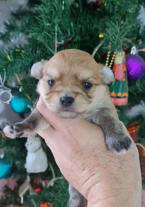 Teacup Morkie Yavrularımız