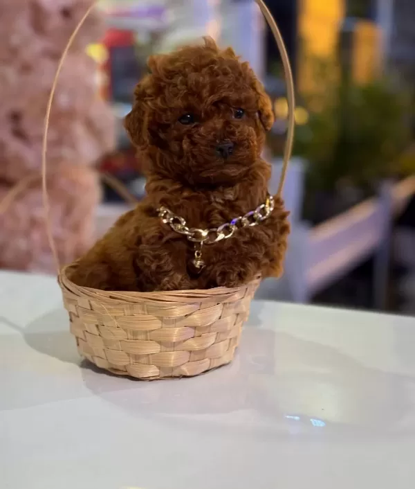 Kusursuz Kore Form Toy Poodle Sosyal Ortamların Yıldızı