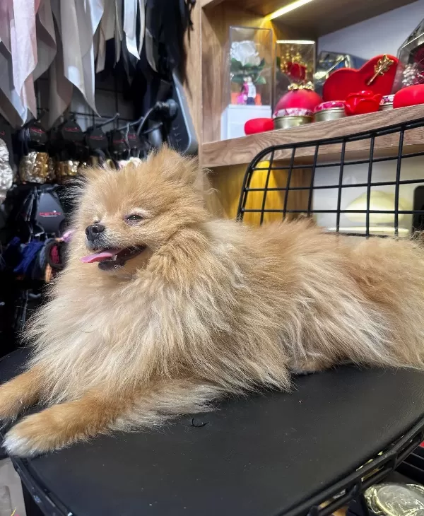Oyuncak Ayı Siluetli Konya Selcuklu Pomeranian Boo