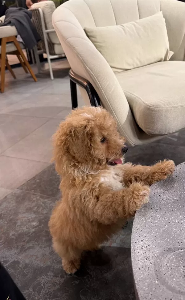 Oyuncu Ruhlu Ve Full Donanımlı 3 Aylık Erkek Toy Poodle