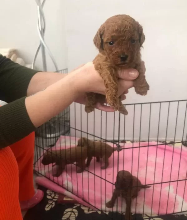 Sosyal Ve Enerjik Toy Poodle Yavruları