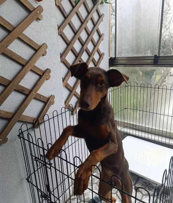 Kızıl Dişi Doberman 7 Aylık