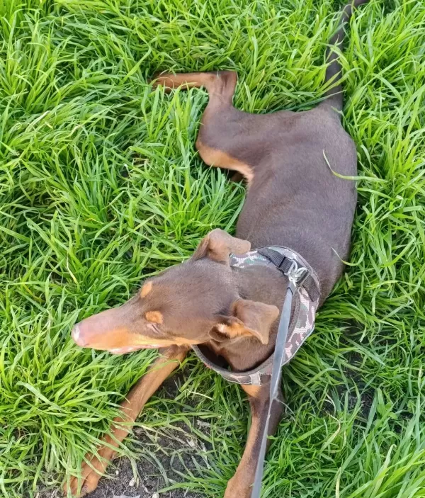 Kızıl Dişi Doberman 7 Aylık