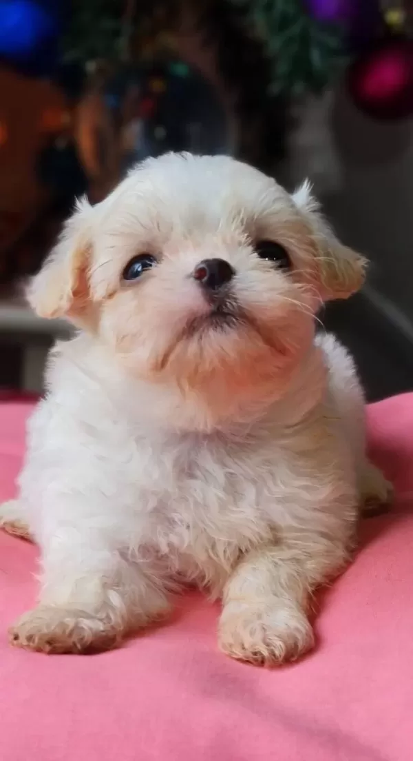 Teacup Morkie Yavrularımız